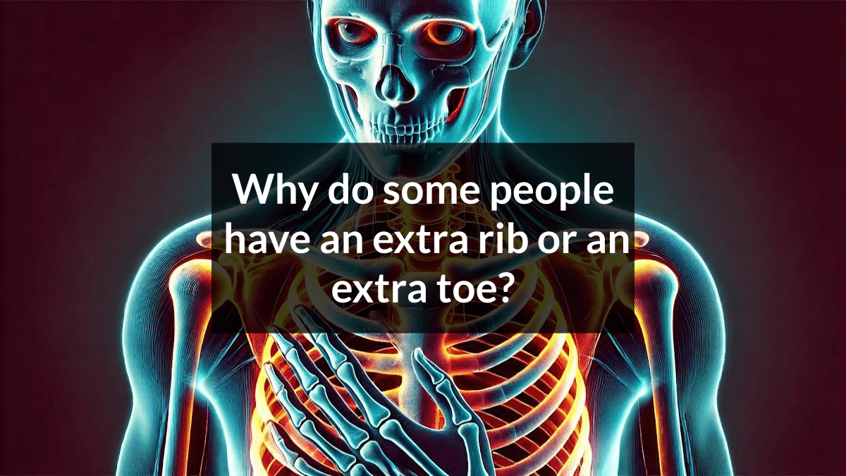 Why do some people have an extra rib or an extra toe? - Curiosity Unlocked